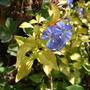 Ceratostigma_yellow