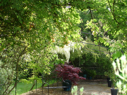 White wisteria over the rose arch