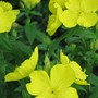 evening primrose (Oenothera)