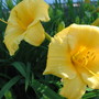 daylily (hemerocallis)