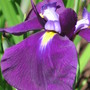 Japanese Iris (Iris japonica (Orchid Iris))