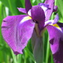 Japanese Iris (Iris japonica (Orchid Iris))