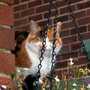 This hanging basket is dead!