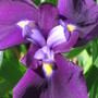 Japanese Iris (Iris japonica (Orchid Iris))