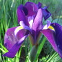 Japanese Iris (Iris japonica (Orchid Iris))