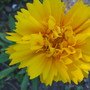 coreopsis (coreopsis)