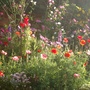 Janes_birthday__summer_garden_016