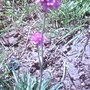 Armeria maritima splendens