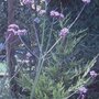 Verbena July 2008 (Verbena bonariensis (Verbena))