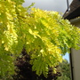 My favourite September tree (Robinia Pseudoacacia)