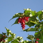 My favourite September shrub (Leysesteria Formosa)