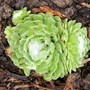 Cobweb Houseleek (Sempervivum arachnoideum (Cobweb House-Leek))
