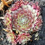 Houseleek 'Royal Ruby' (Sempervivum tectorum (Common Houseleek))