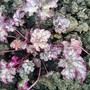 Heuchera 'Persian Carpet' (Heuchera)