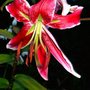 Lily Black Beauty