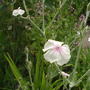 Lychnis
