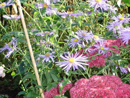 My favourite September/October perrenial (Aster x frikartii)