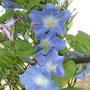 My favourite September annual (Ipomoea Heavenly Blue)