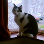 Windowsill_walter_2
