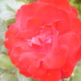 red rose.