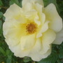yellow rose.
