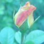 Rose Bud