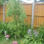 End of garden.