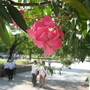 oleander (kyouchikutou)