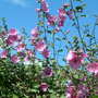 Dscf0007