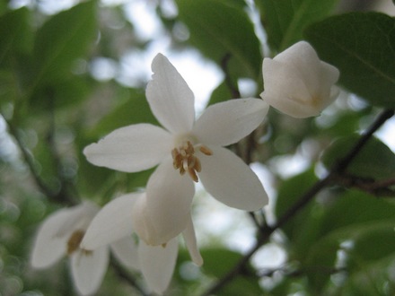 Japanese sonwbell (egonoki)