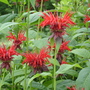 Monarda didyma