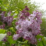 A garden flower photo (Syringa vulgaris)