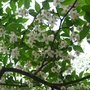 Japanese sonwbell (egonoki) 2