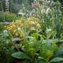 Hares' Tails (Lagurus ovatus (Bunny Tails Grass))