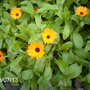 Pot Marigolds (Calendula officinalis (English marigold))