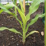 Sweetcorn