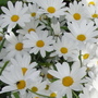 Rimg0189