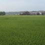 a rice field