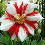 Dahlia Fire and Ice (dahlia fire and ice)
