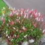 Polygonum