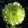 Clematis