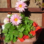 Dahlia