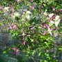Clematis