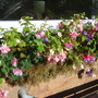 Window Box