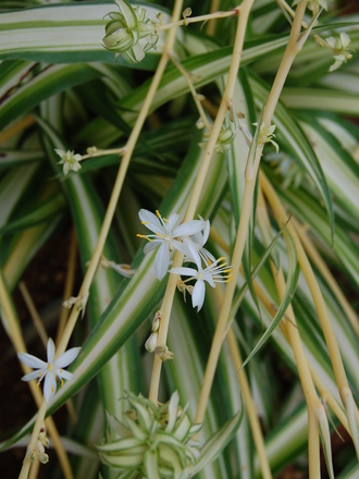 St Bernard's Lily