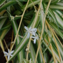St_bernards_lily