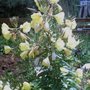 Evening primrose growing wild July 13th 2008 (Oenothera biennis (Capa Desan José))