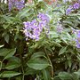 Solanum taken 13th July 2008 (Solanum crispum glasnevin (Chilean potato tree))