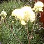 Common meadow rue, taken 13th July 2008 (Thalictrum flavum glaucum)
