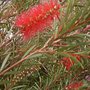 Callistemon (Bottle Brush) July 13th 2008 (Callistemon citrinus (Bottle brush))